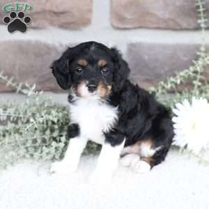 Brynn, Cavapoo Puppy